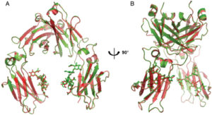 Superimposition of CT-P13 Fc (green) and RMP Fc (red) crystal structures: (A) front view; (B) side view